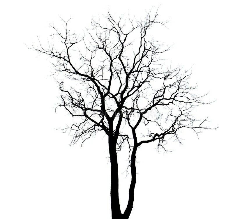 Trees минус