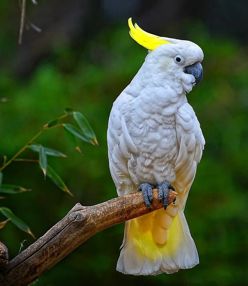 Разноцветное какаду. Попугай Какаду. Какаду и корелла. Попугай корелла Какаду. Желтохохлый Какаду.