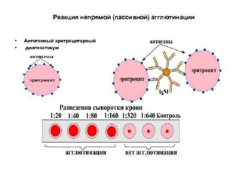 Реакция агглютинации антиген