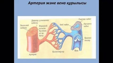 Қырықтан асқан секс әйелдер