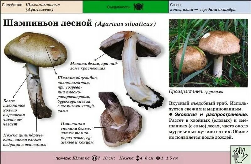 Признаки гриба шампиньона. Шампиньон полевой съедобный и ядовитый. Лесные шампиньоны фото и описание ложные. Лесной шампиньон съедобный и несъедобный. Шампиньон Лесной съедобный или нет.