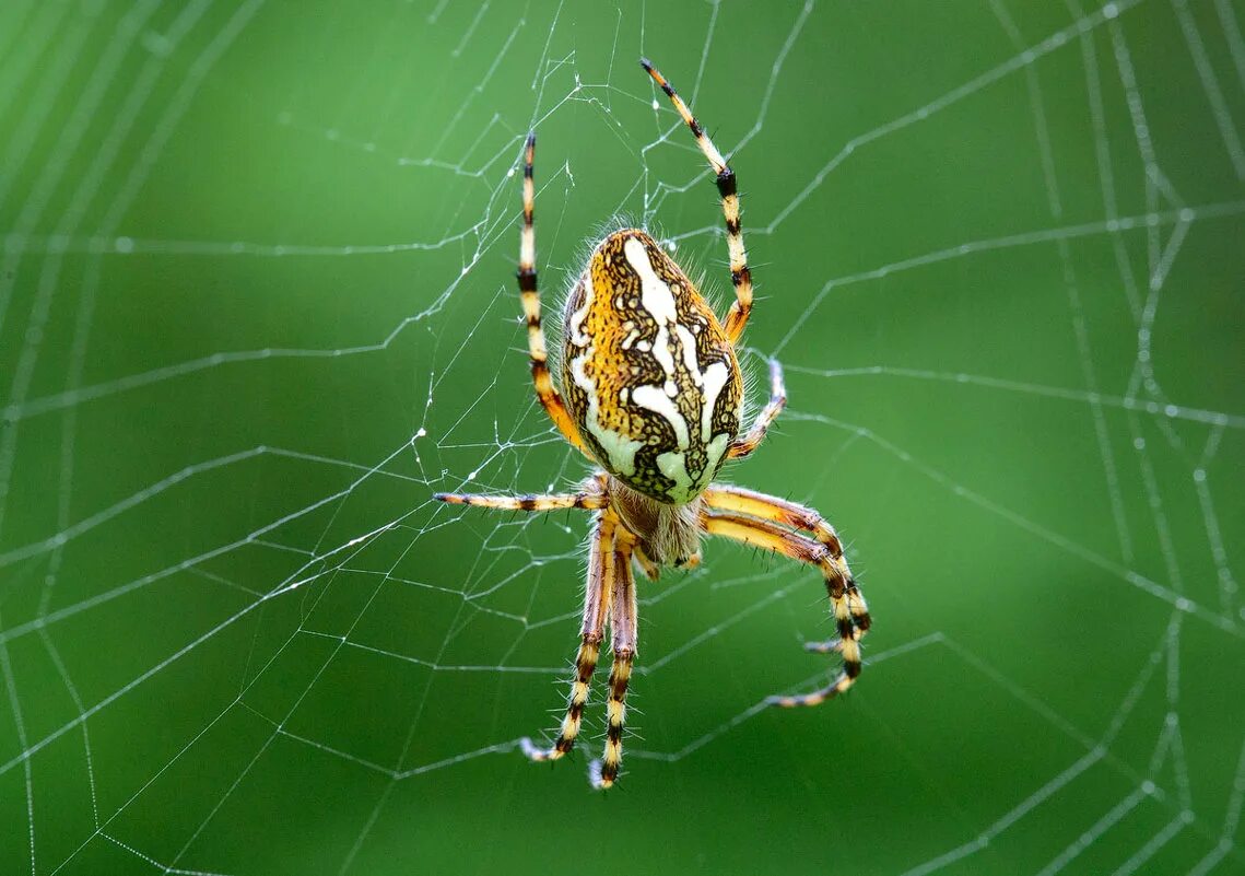 крестовик цирцея. паук крестовик паук крестовик. тарантул паук крестовик. тарантул паук крестовик. паук крестовик зябкий.