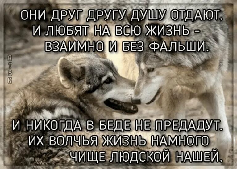 Волк с надписью. Цитаты волка. Волки цитаты в картинках. Предательство дружбы. Никто друг другу текст