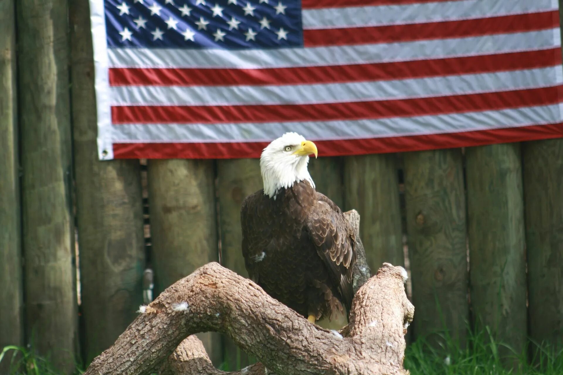 Белоголовый Орлан США. Символ Америки белоголовый Орлан. Белоголовый орёл символ Америки. Белоголовый Орлан на флаге США. Звук орла америка