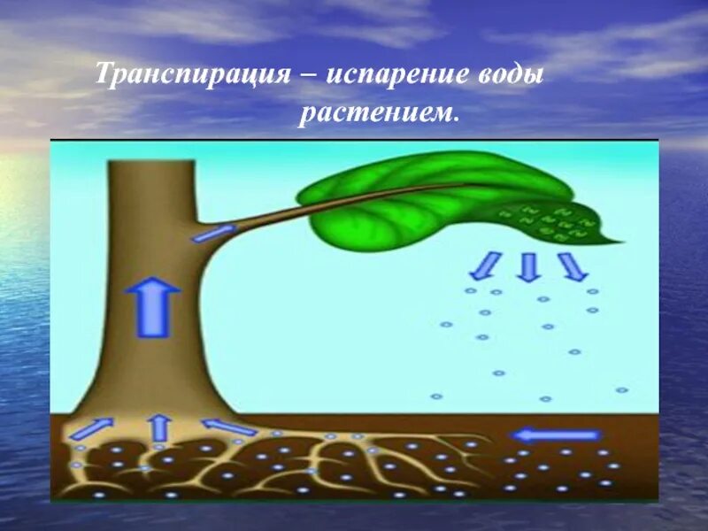 Путь фотосинтеза в воде. Транспирация воды у растений. Кутикулярная транспирация у растений. Испарение воды (транспирация) схема. Транспирация схема.