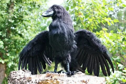 Самый крупный ворон