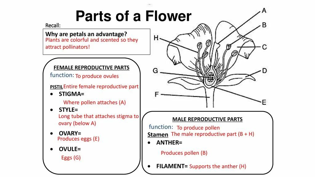 Stigma Flower. Flower main Parts. Parts of Flower. Parts of a Flower and its functions.