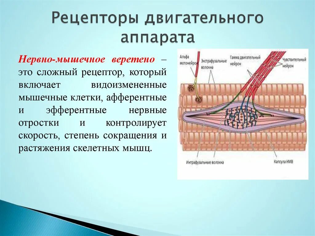 Рецепторные элементы двигательного анализатора. Нервно мышечное Веретено гистология. Рецепторный аппарат мышц. Рецепторный аппарат мышечной системы человека..