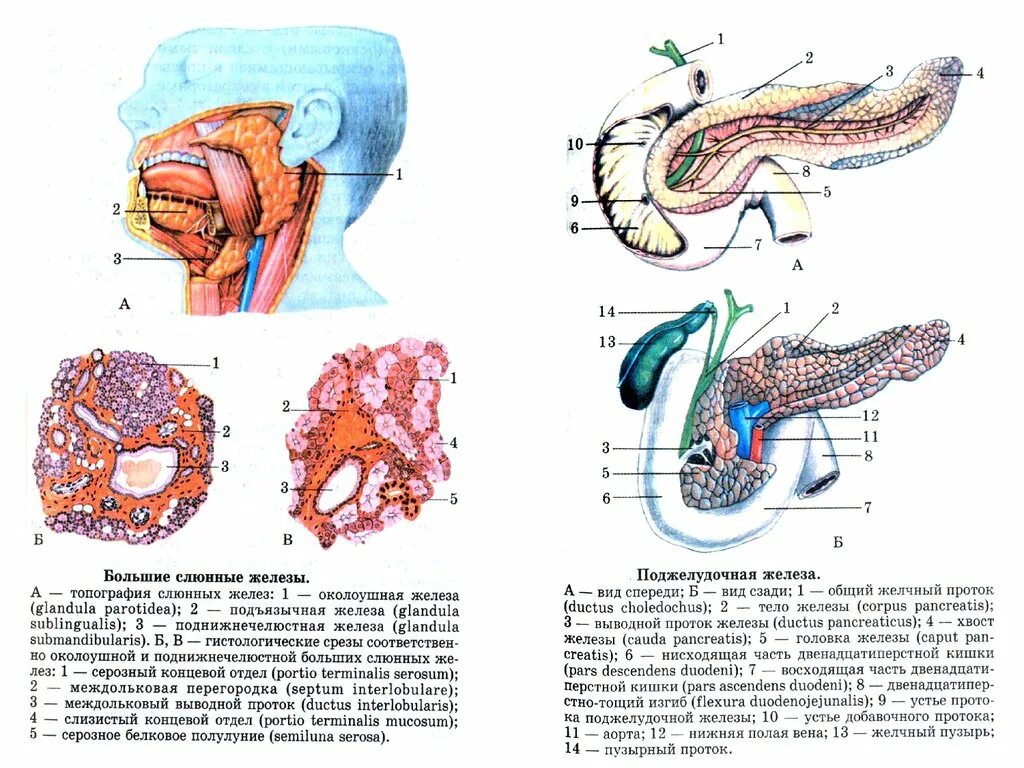 Топография поджелудочной желез. Пищеварительные железы выводные протоки. Поджелудочная железа анатомия топография. Строение крупных пищеварительных желез. Больших пищеварительных желез