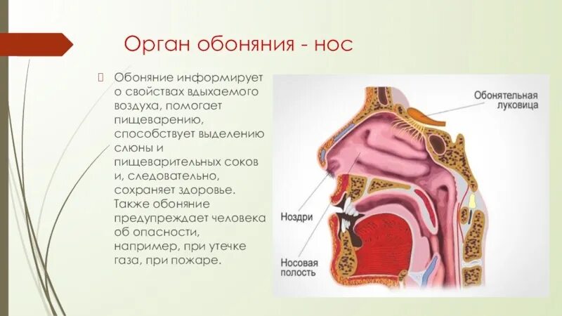 Обоняние кратко. Строение органа обоняния. Нос -орган обоняния человека. Строение носа обоняние. Орган обоняния обонятельный анализатор.