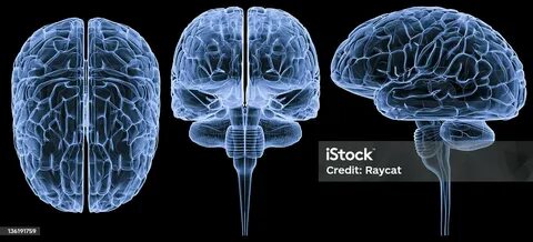The second brain