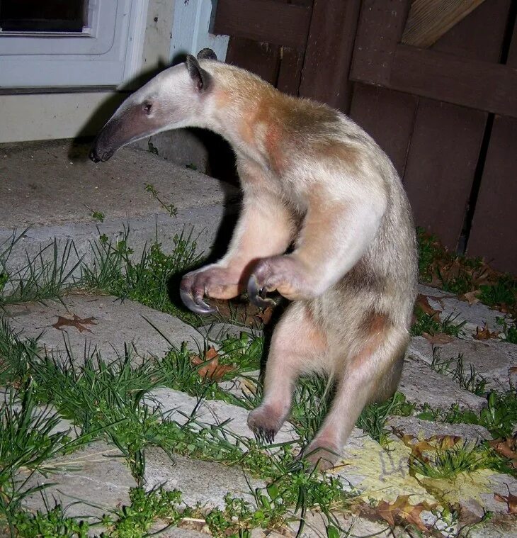 Социальная реклама приюта для животных. Бездомные животные презентация. Животное без проблем. Meerkat сурикат. Животное без проблем.