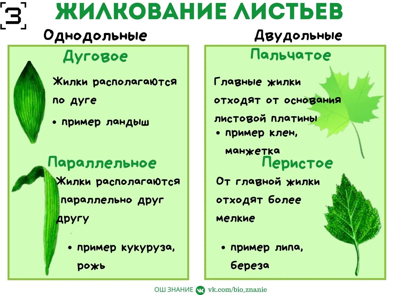 Типы жилкования. Жилкование листовой пластинки. Типы жилкования листьев. Жилкование листовой пластины.