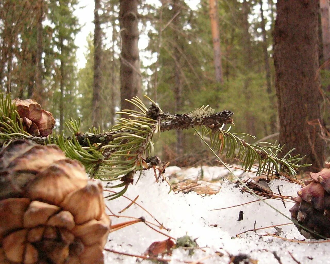кедр сибирский орехи. сосна́ сиби́рская кедро́вая (pínus sibírica). сосна сибирская кедр сибирский. сосна кедровая сибирская хвоя. лесной орех шишки.