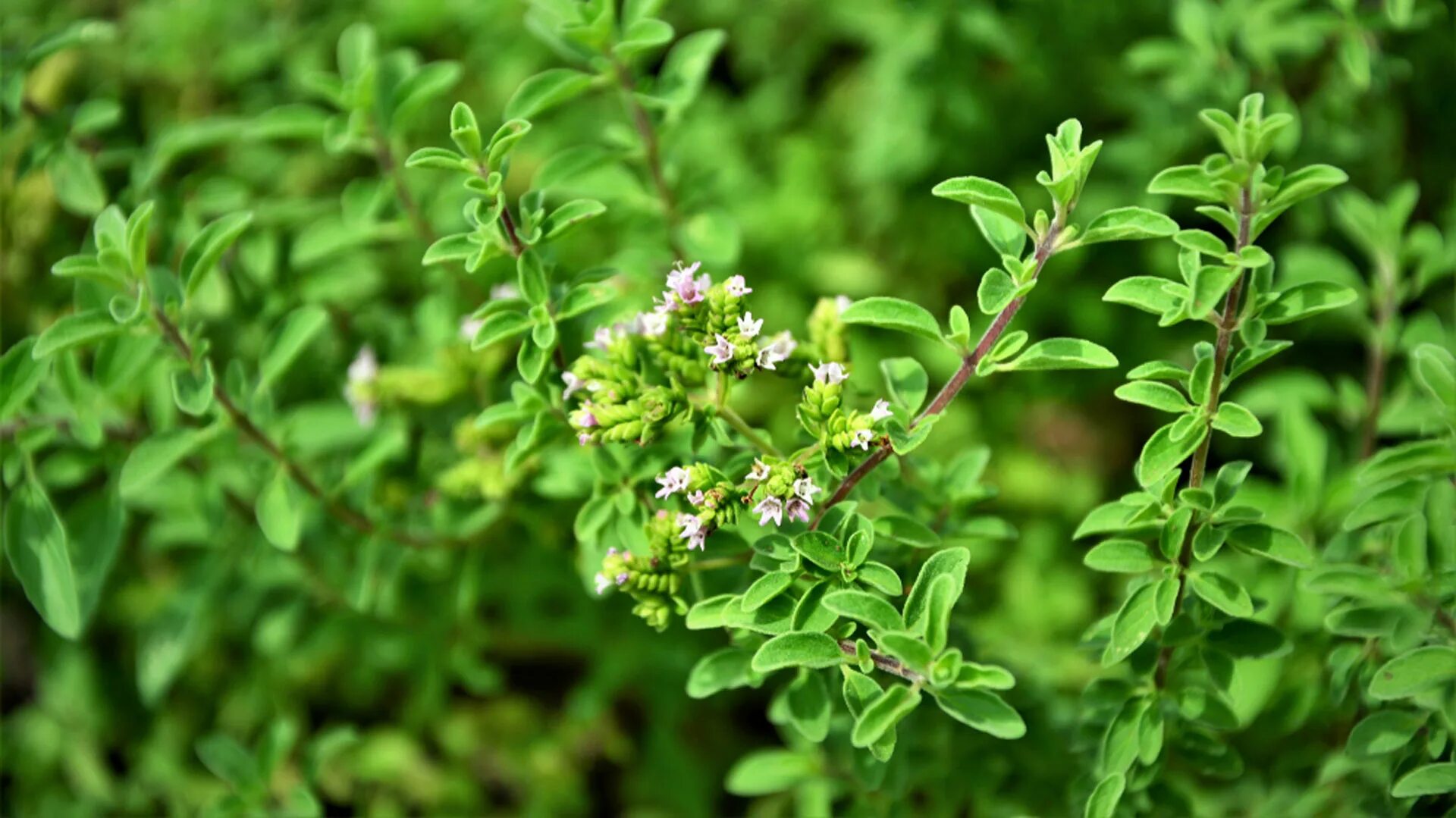 Душица орегано майоран. Майоран орегано. Орегано душица приправа. Орегано. Орегано.