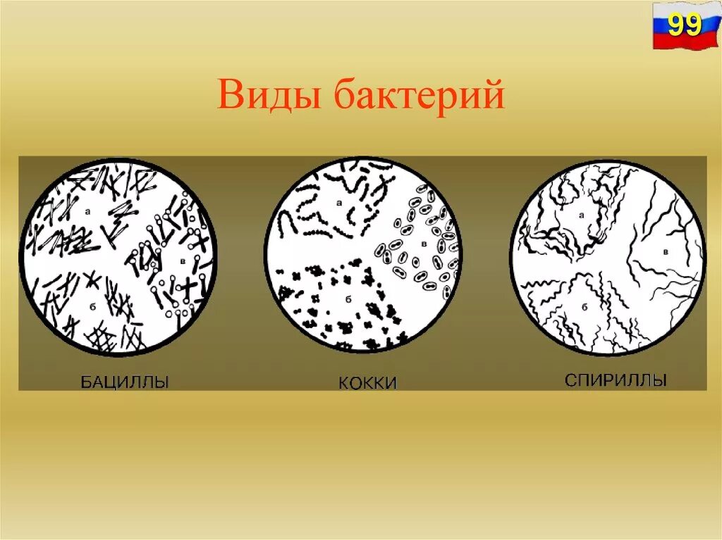 Бактерии известные виды. Виды бактерий. Три бактерии названия. Виды микроорганизмов.