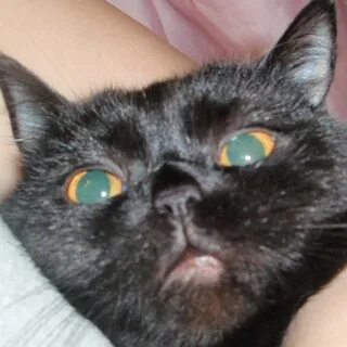 Кот отек