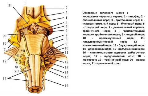 Ствол головного мозга черепные нервы