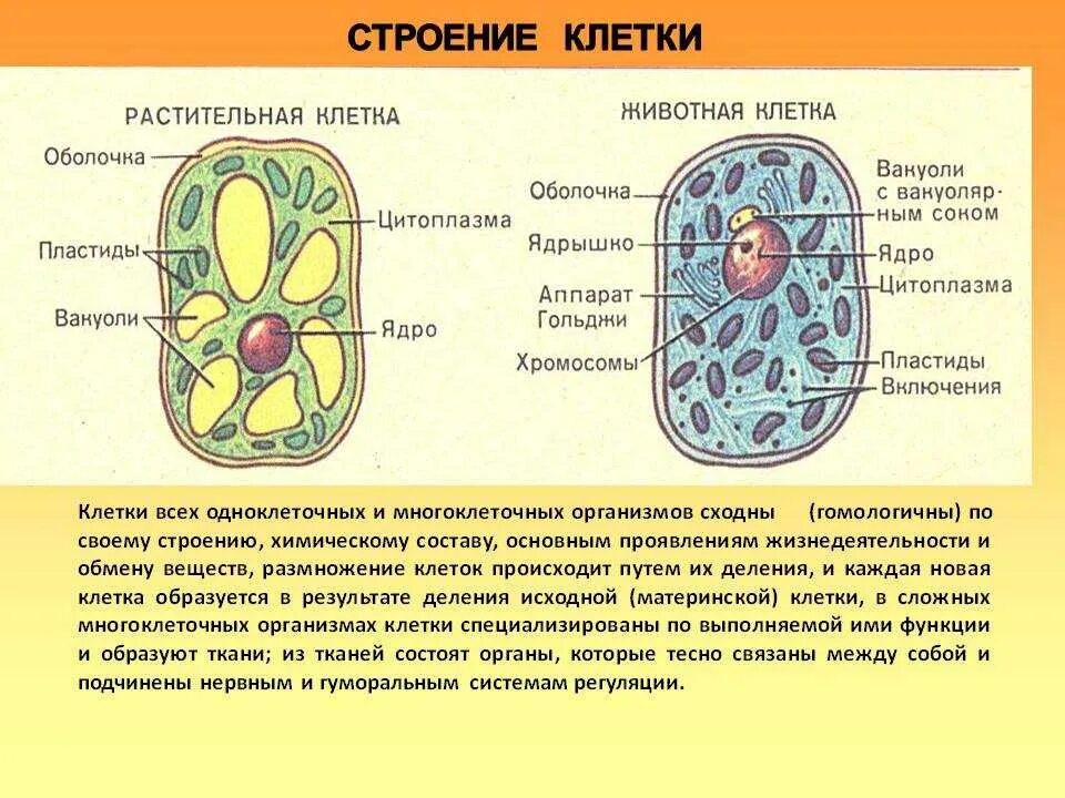 Биологические признаки клеток. Строение клетки одноклеточных. Строение одноклеточных и многоклеточных организмов 5 класс. Строение клетки многоклеточных животных. Строение клетки одноклеточных животных.