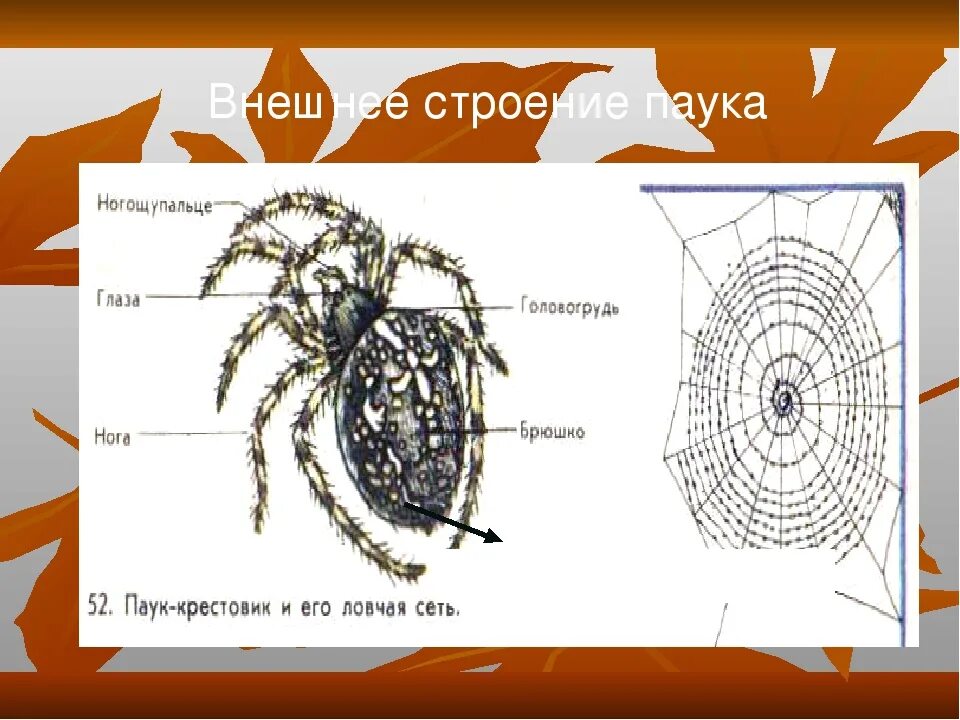 Строение паука крестовика. Паук крестовик строение глаз. Паук крестовик и его ловчая сеть. Анатомия строения паука крестовика.