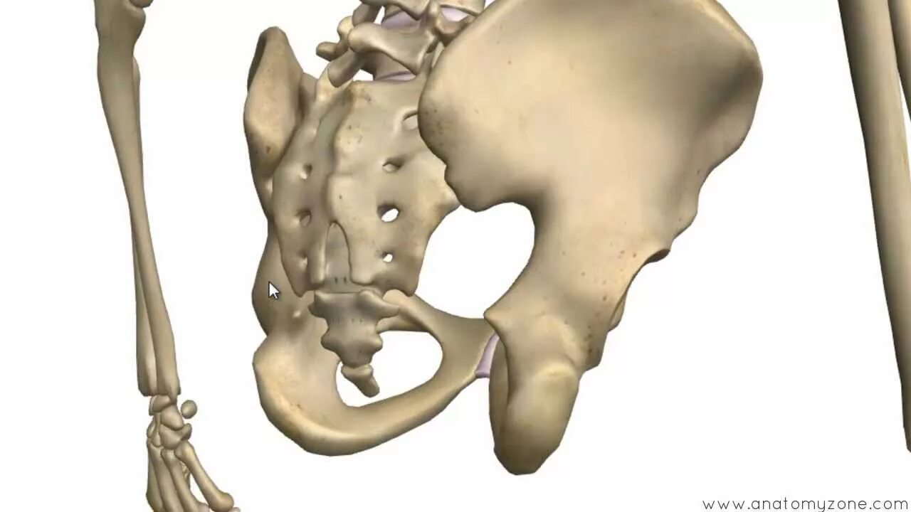 Подвздошной кости 2. Тазовая кость 3d. Подвздошная кость анатомия человека. Подвздошная кость 3д. Тазовая кость анатомия человека.