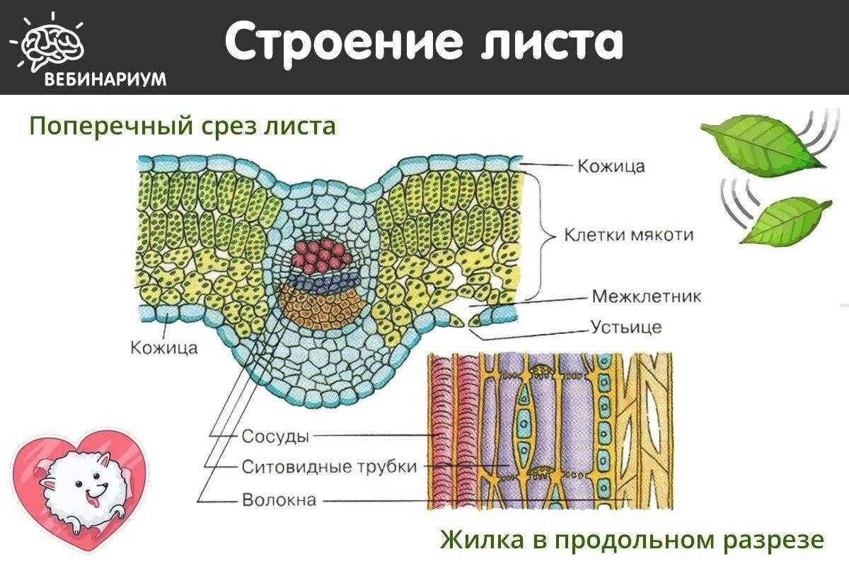 Мякоть листа название. Покровная ткань листа и устьице. Поперечный срез листа строение. Поперечный срез устьица листа. Ткань устьица листа.