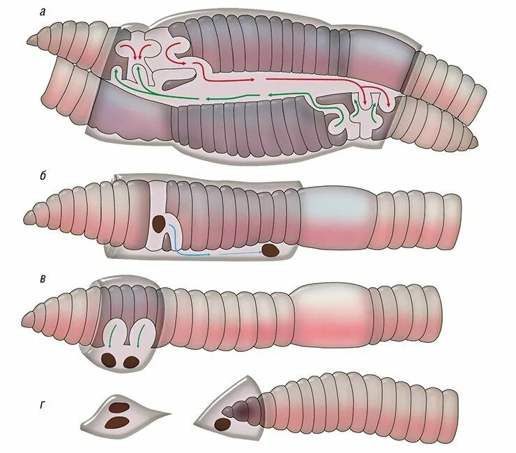 Кольчатые черви половая. Половая система кольчатых червей червей. Половая система дождевого червя. Кольчатые черви Малощетинковые дождевой червь. Система размножения кольчатых червей.