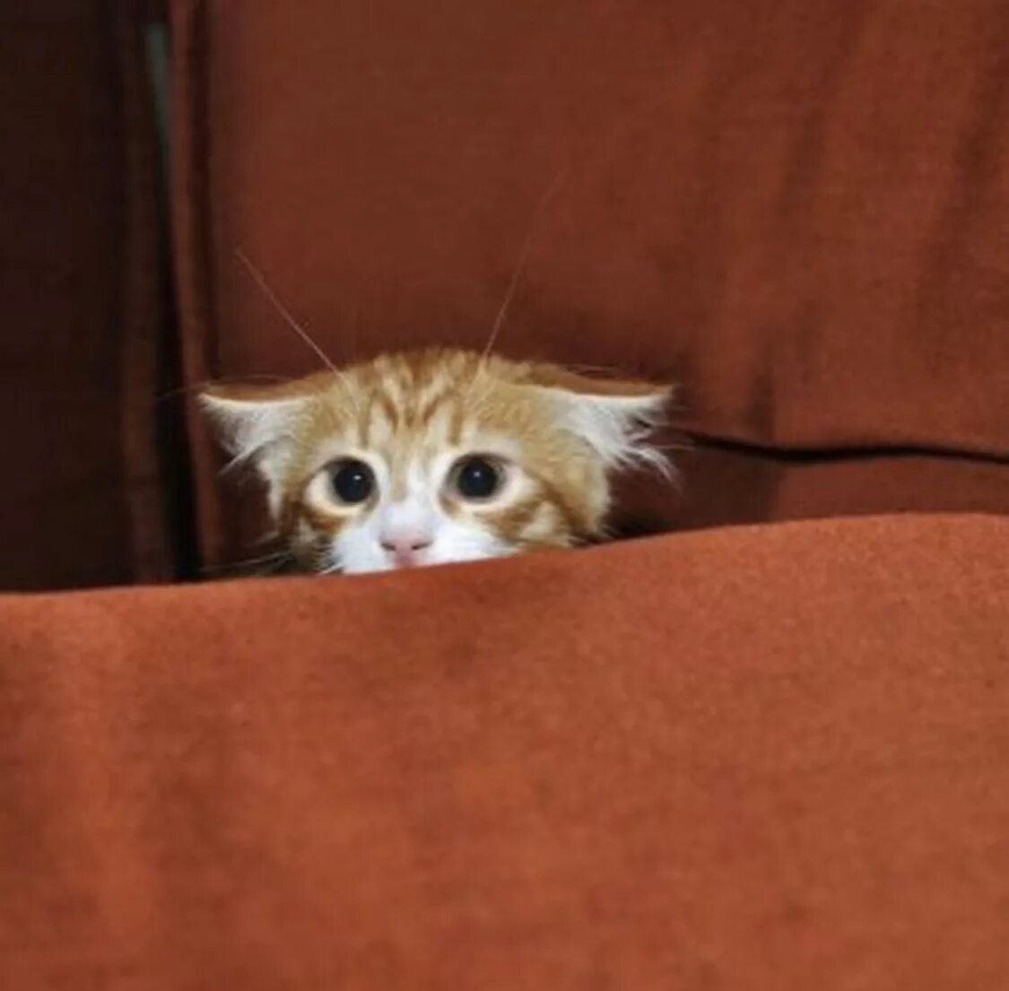 Котенок страх. Напуганный котенок. Кошачий страх. Прикольные коты. Котенок испугался.