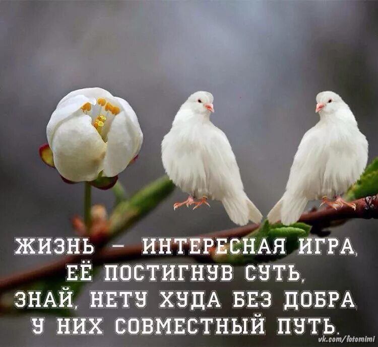 Не бывает худа без добра. Нет худа без добра. не бывает худо без добра. цитаты нет худа без добра. даже если кажется что все рушится сохраняй спокойствие.
