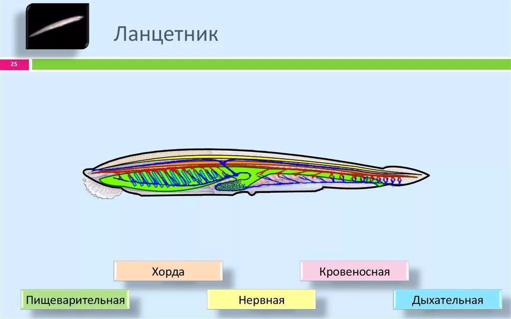 Схема внутреннего строения ланцетника рис 108. Дыхательная система хордовых ланцетник. Строение ланцетника строение ланцетника. Карибский ланцетник.