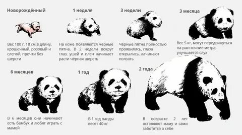 Панда 4 сколько длится