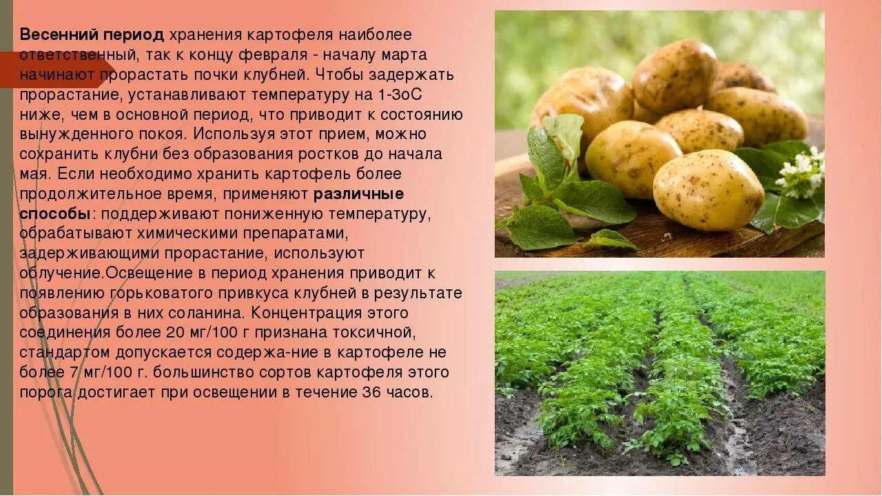 Сколько держать картофель. Картофель и корнеплоды хранят. Хранение картофеля. Способы хранения картофеля. Способы хранения очищенного картофеля.