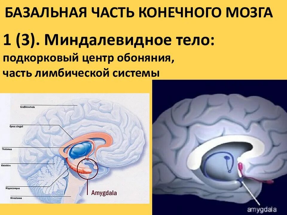 Центр мозга и тела. Миндалевидное ядро головного мозга. Миндалевидное тело Амигдала функции. Amygdala в головном мозге. Миндалевидное тело в лимбической системе.