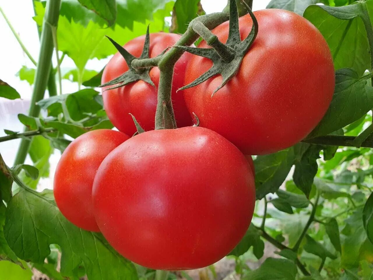 Tomato red. Томат Примо ред f1. Томат ред Робин. Томат одат f1. Томат ред Ривер.