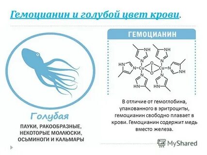 Гемоцианин