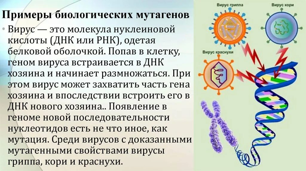 Днк в какое время. Вирус встраивается в ДНК. Вирус встраивается в геном. ДНК геномные вирусы.