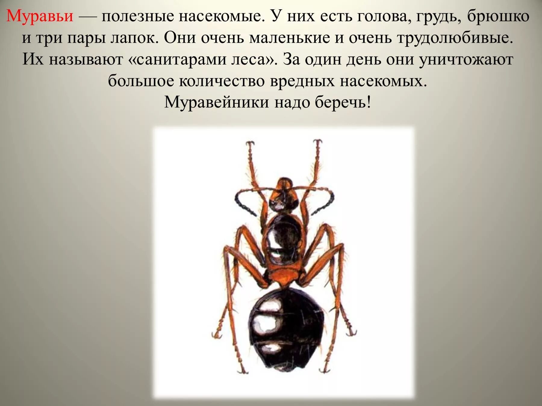 Сообщение про насекомых. Описание муравья. насекомые с описанием. доклад о насекомых. информация о муравьях.