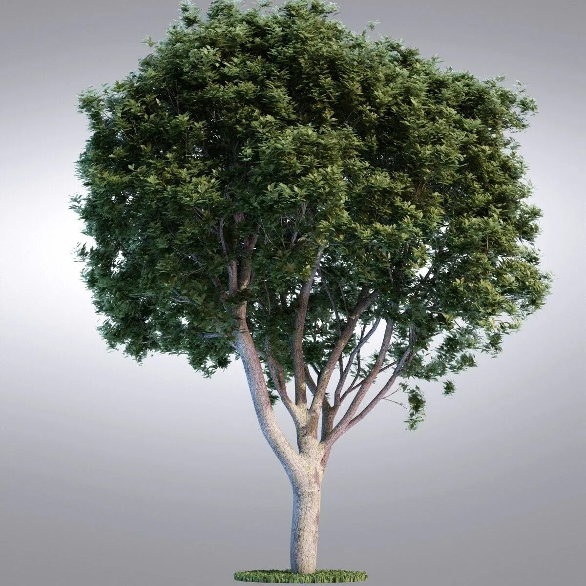 Дерево в 3 d. Деревья в 3ds Max. Деревья для 3d Max. Эбеновое дерево 3ds Max. Дерево for 3ds Max.