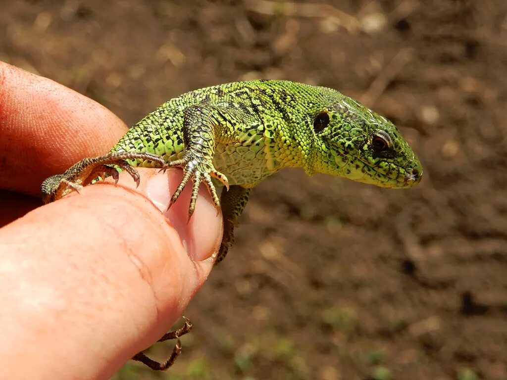 Lacerta Agilis. Пресмыкающиеся прыткая ящерица. Lacerta Agilis Linnaeus. Прыткая ящерица рептилия.