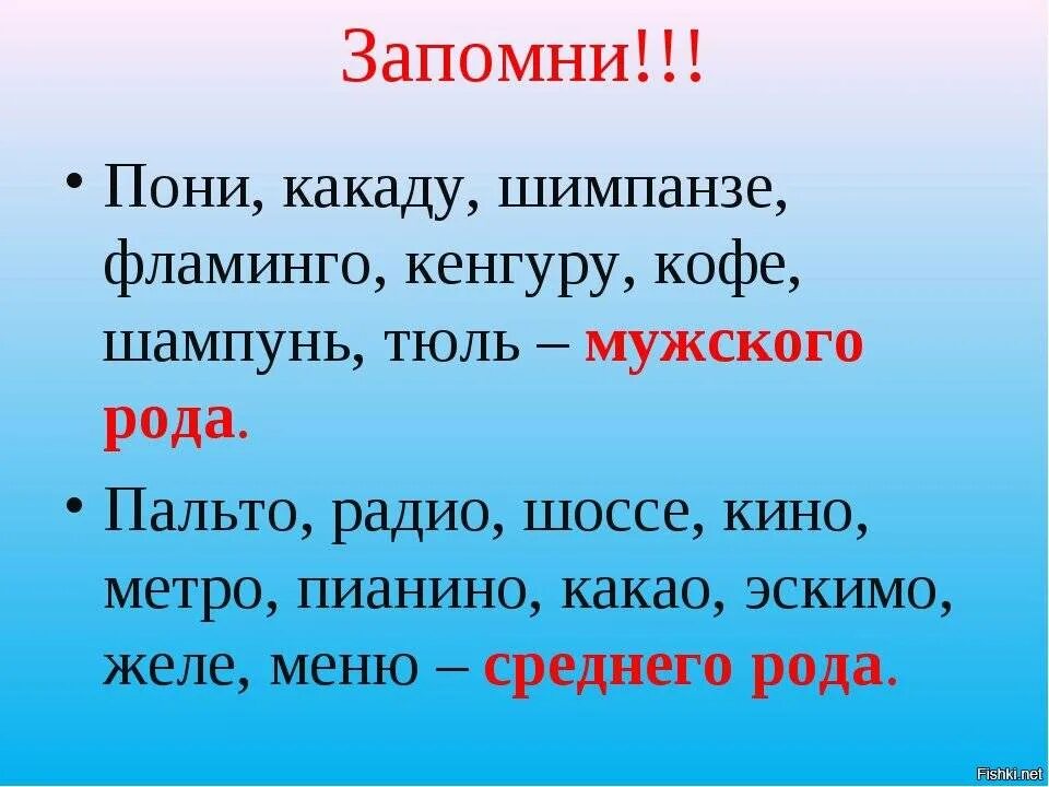 Род какаду в русском. Какого рода слово кенгуру. Кенгуру какой род существительного. Род слова шимпанзе. Кенгуру род существительного.