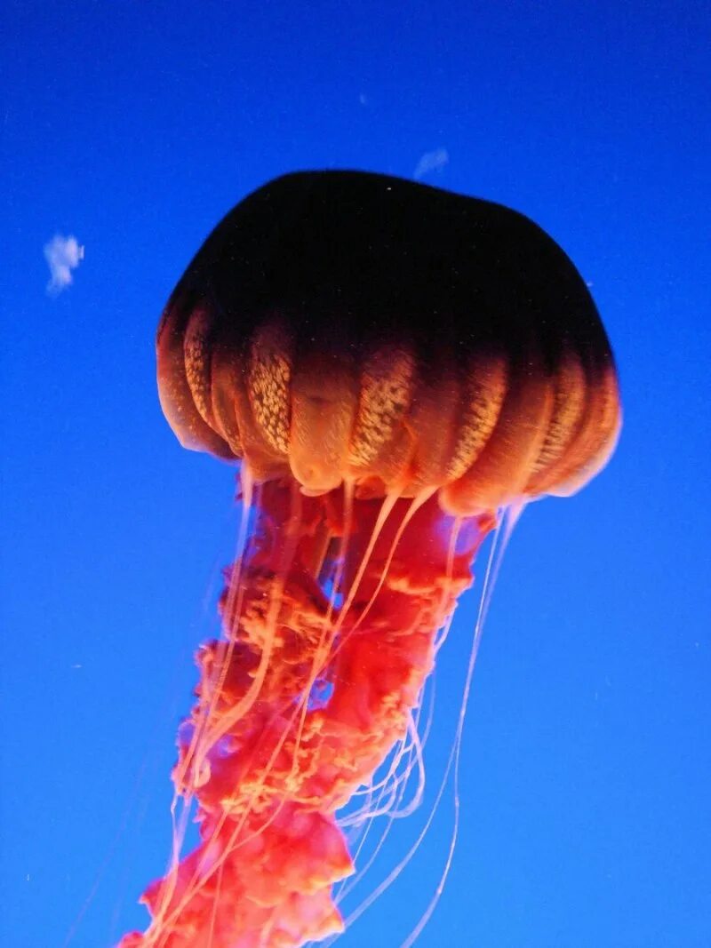 Медуза атолла. Медуза атолла. Медузы марианской впадины. Медуза атолла (atolla vanhoeffeni). Atolla jellyfish.