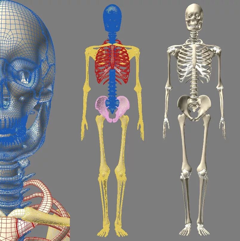 Скелет человека. Скелет женщины. Скелет человека сморганами.