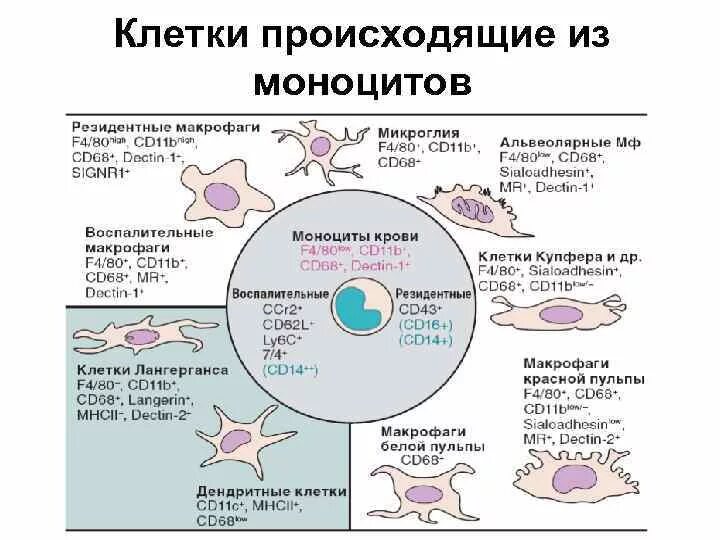 Моноциты и макрофаги. Макрофаги из моноцитов. Моноциты макрофаги иммунология. Клетки развивающиеся из моноцитов. Макрофаги количество