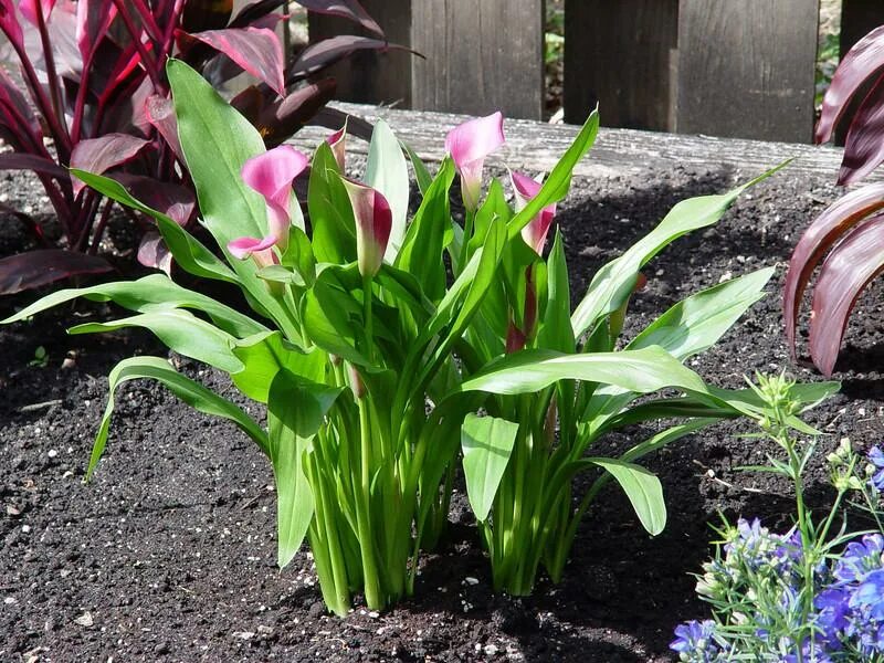 Посадка цветов каллы в открытый грунт. Zantedeschia rehmannii. Каллы Zantedeschia rehmannii. Калла Ремани Пинк. Каллы садовые клубневые.