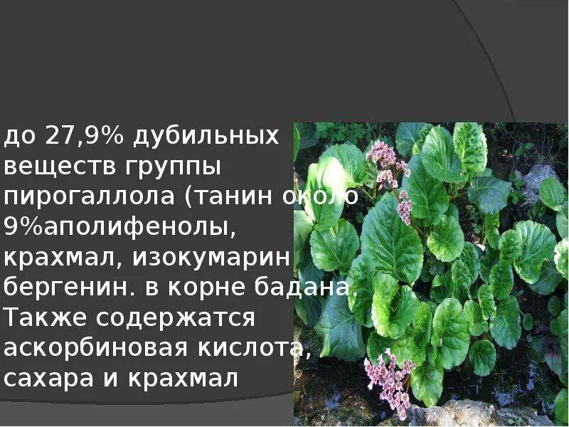 Дубильные вещества. Дубильные растения. Дубильные дикорастущие растения. Дубильные вещества в растениях список. Дубильные растения примеры