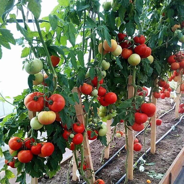 Tomato 10. Томаты Талица f1. Томат f1 парниковый Урожайный. Томат тепличный Урожайный. Томаты ранние черри для Подмосковья для теплиц.