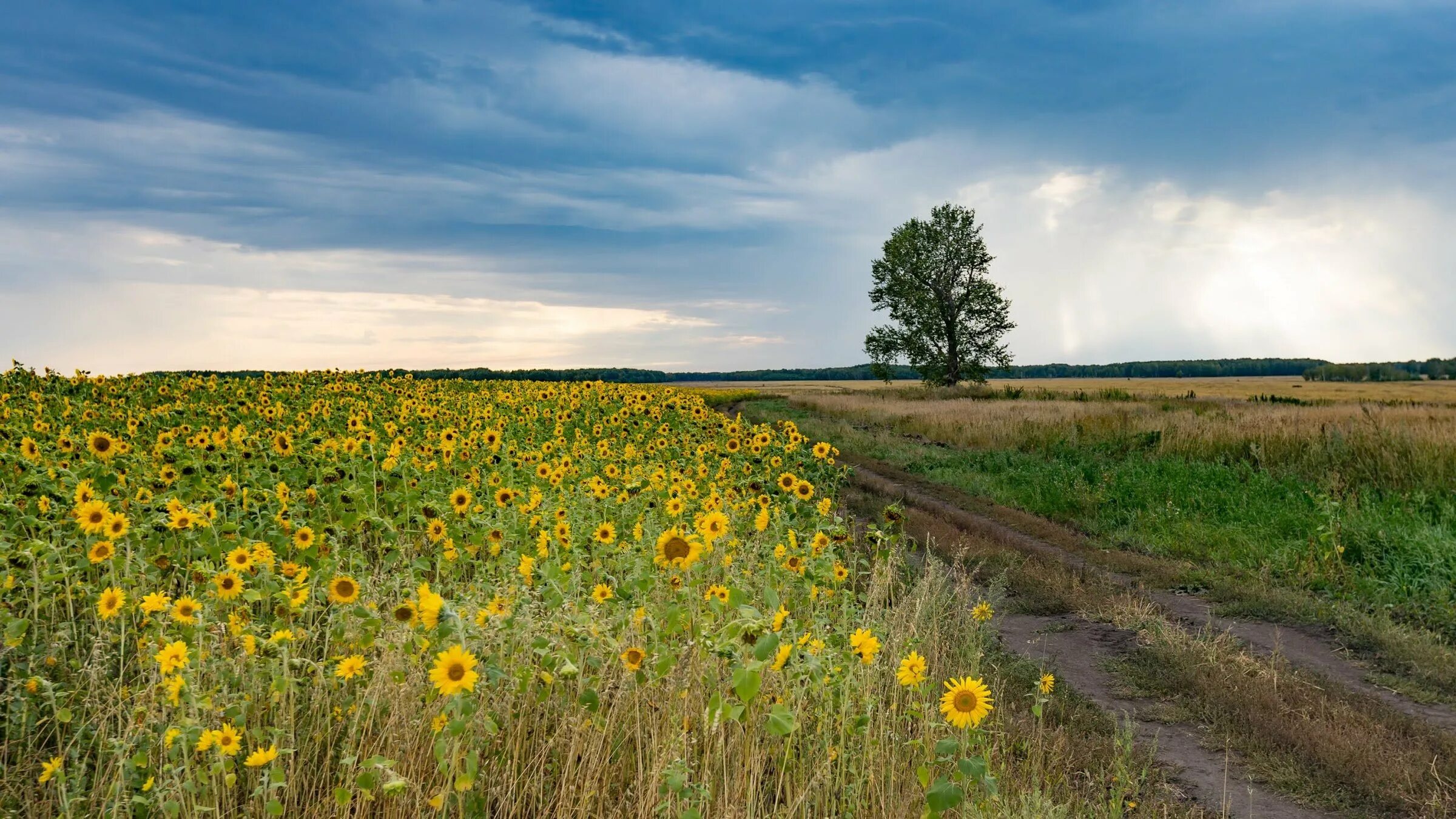 Поле озимой пшеницы. Равнины новосибирской области. Холмы в новосибирской области. Равнины новосибирской области. Поле аткарск.