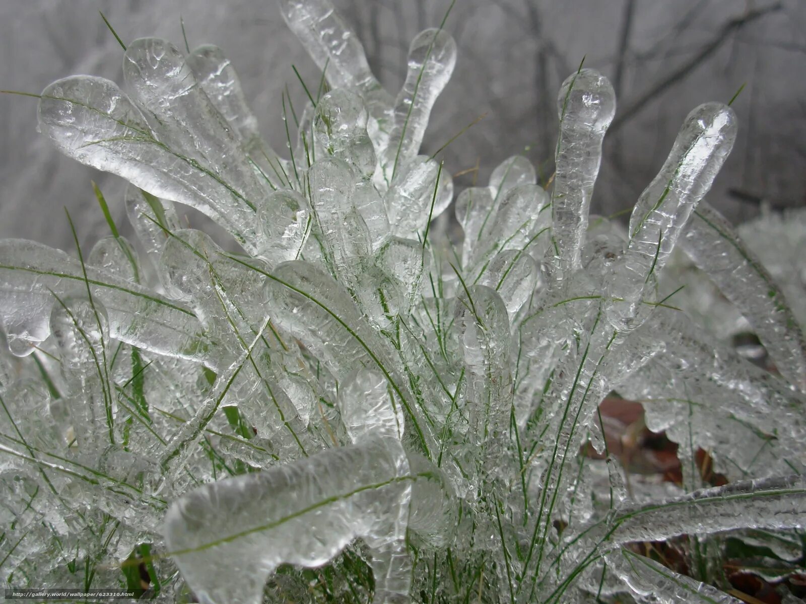 Ice rain. Ледяной дождь. Ледяная трава. Цветы после ледяного дождя.