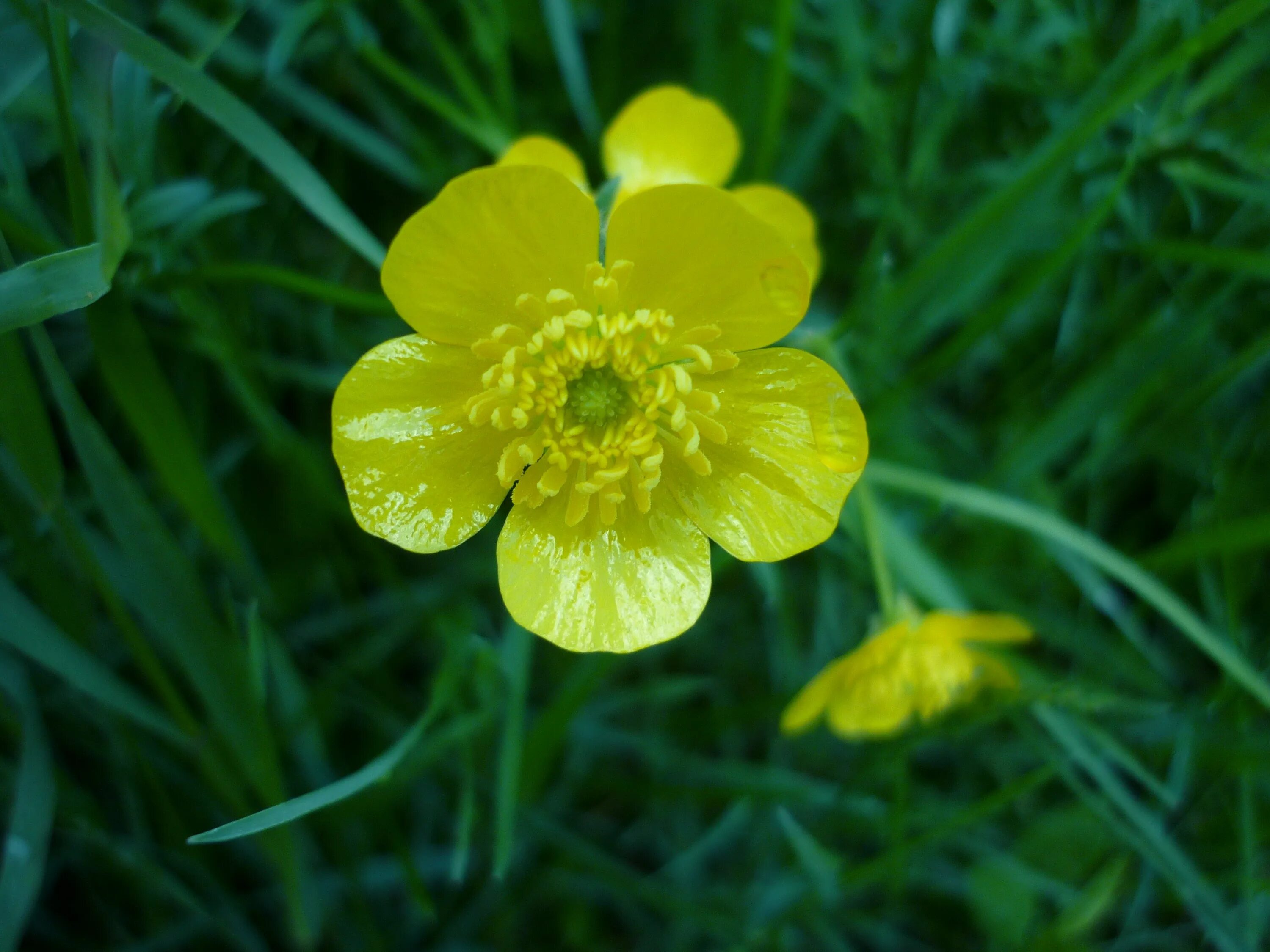 Цветы куриная слепота фото. Ranunculus Acris Лютик едкий. Лютик болотный ( Ranúnculus). Лютик едкий (Ranúnculus Ácris. Лютик болотный желтый.