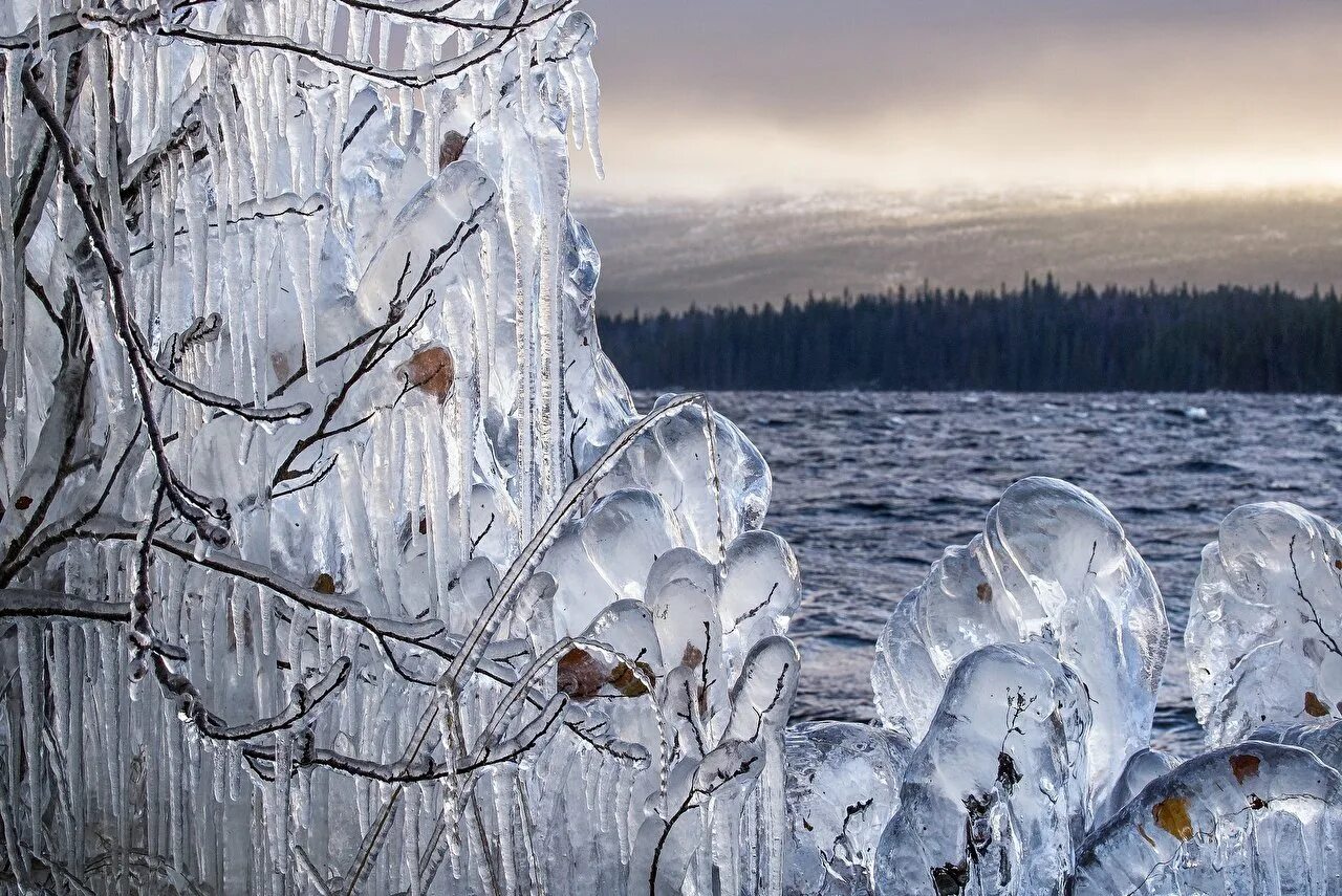 Звоны мерзлые. Ледяное дерево. Ледяной лес. Ледяной пейзаж. Деревья во льду.